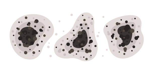 Best Commercial Mold Inspection  in Cambridge, MA